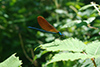 Calopteryx virgo